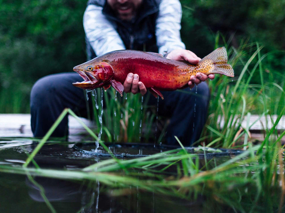 水草の生える水面で鮮やかな赤色のカットスロートを手にするアングラー