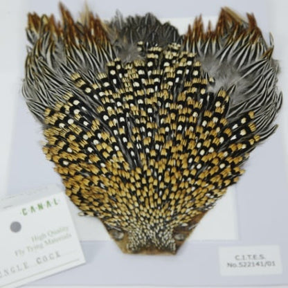 JUNGLE COCK