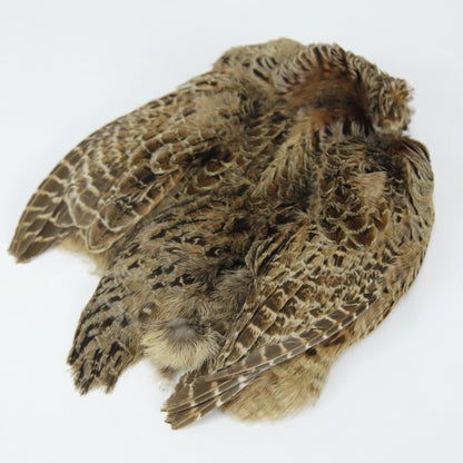 HEN PHEASANT-1