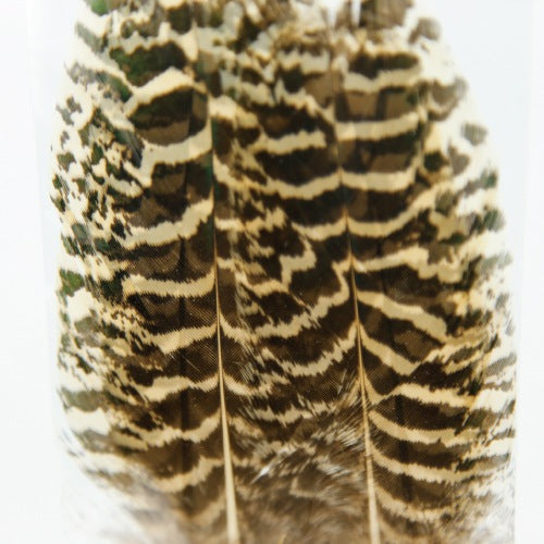 PEACOCK QUILL XS