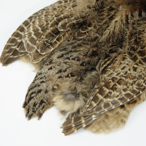 HEN PHEASANT-1