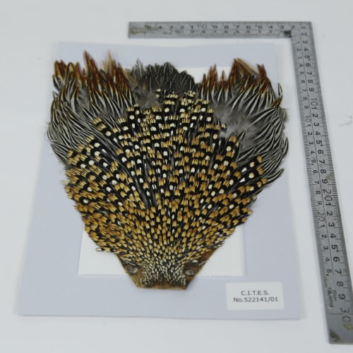 JUNGLE COCK