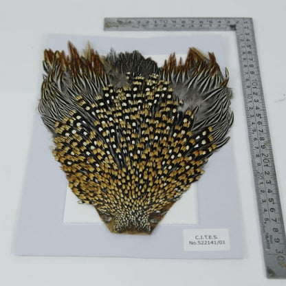 JUNGLE COCK
