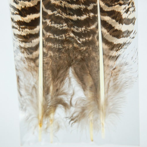 PEACOCK QUILL XS