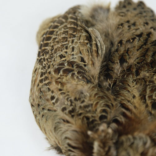 HEN PHEASANT-1