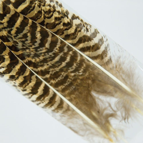 PEACOCK QUILL XS