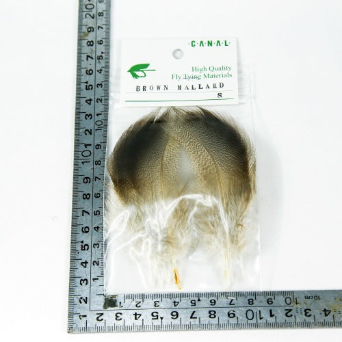 BROWN MALLARD
