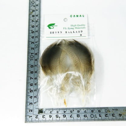 BROWN MALLARD