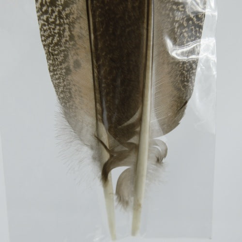 PEACOCK QUILL L