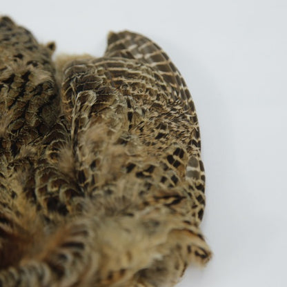 HEN PHEASANT-1