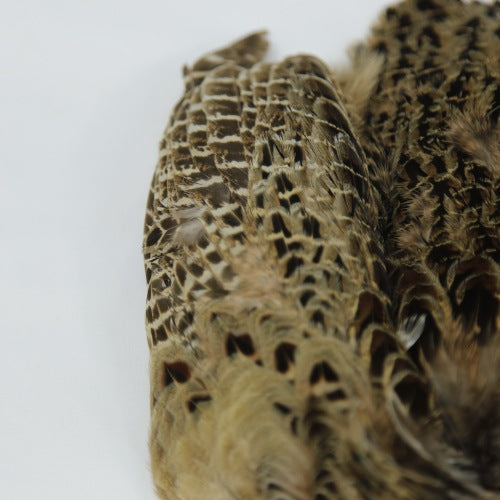 HEN PHEASANT-2