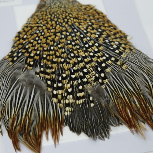 JUNGLE COCK