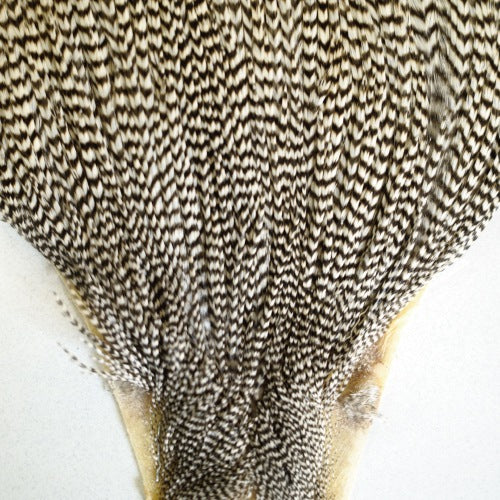 KEOUGH cape GRIZZLY #2