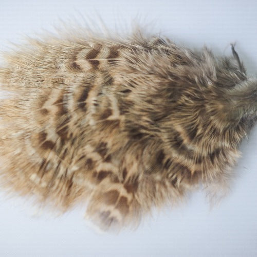 HEN PHEASANT