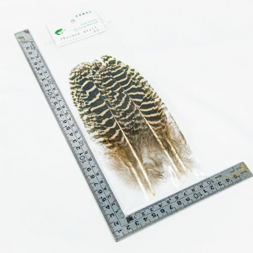 PEACOCK QUILL XS