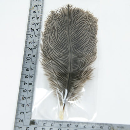 MINI OSTRICH