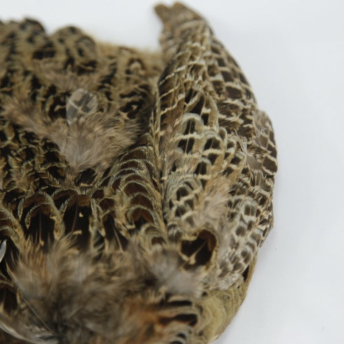 HEN PHEASANT-2