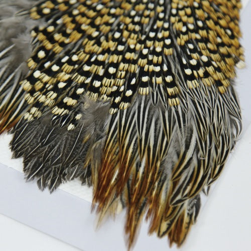JUNGLE COCK