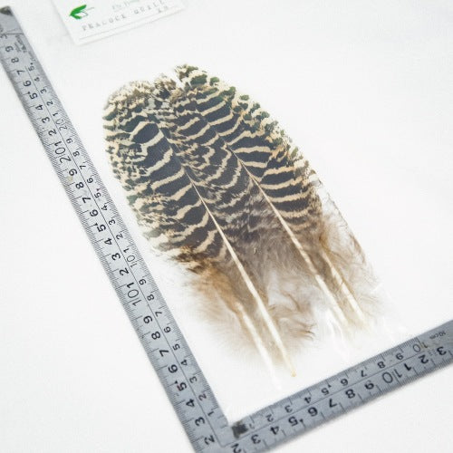 PEACOCK QUILL XS