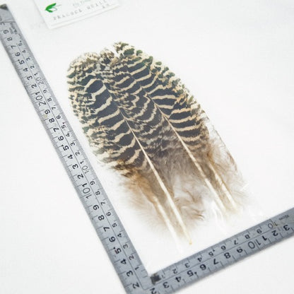 PEACOCK QUILL XS