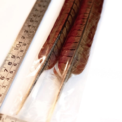 PHEASANT TAIL