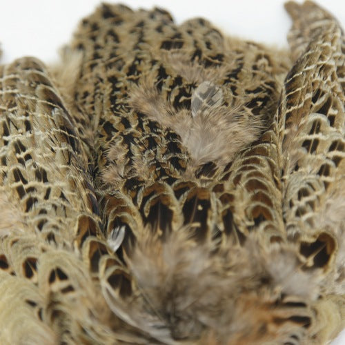 HEN PHEASANT-2