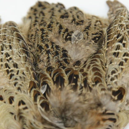 HEN PHEASANT-2