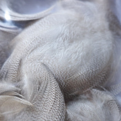 GREY MALLARD Bulk Pack