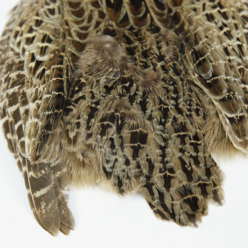 HEN PHEASANT-2