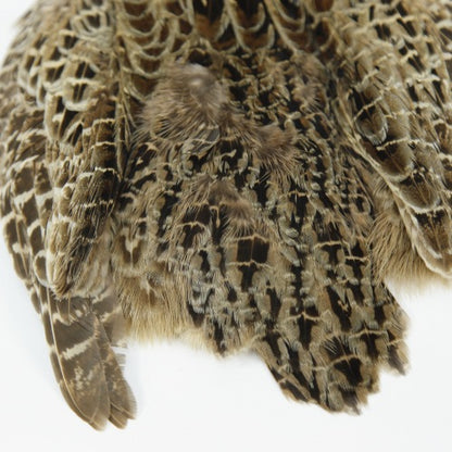 HEN PHEASANT-2