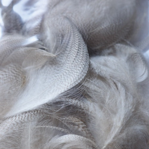 GREY MALLARD Bulk Pack