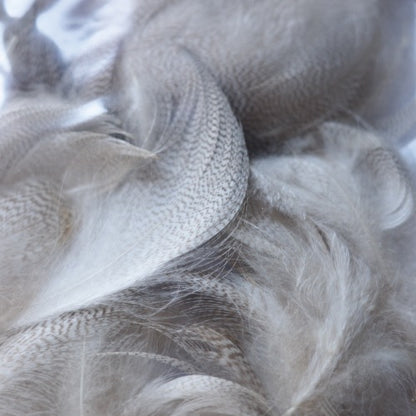 GREY MALLARD Bulk Pack