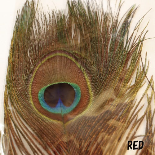 PEACOCK EYE