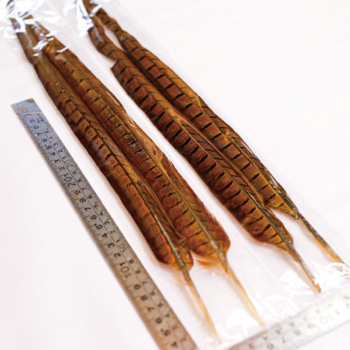 PHEASANT TAIL