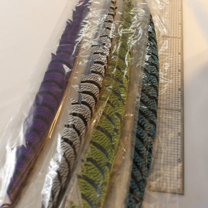 AMHERST PHEASANT TAIL