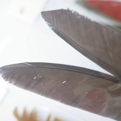 PEACOCK BIOT