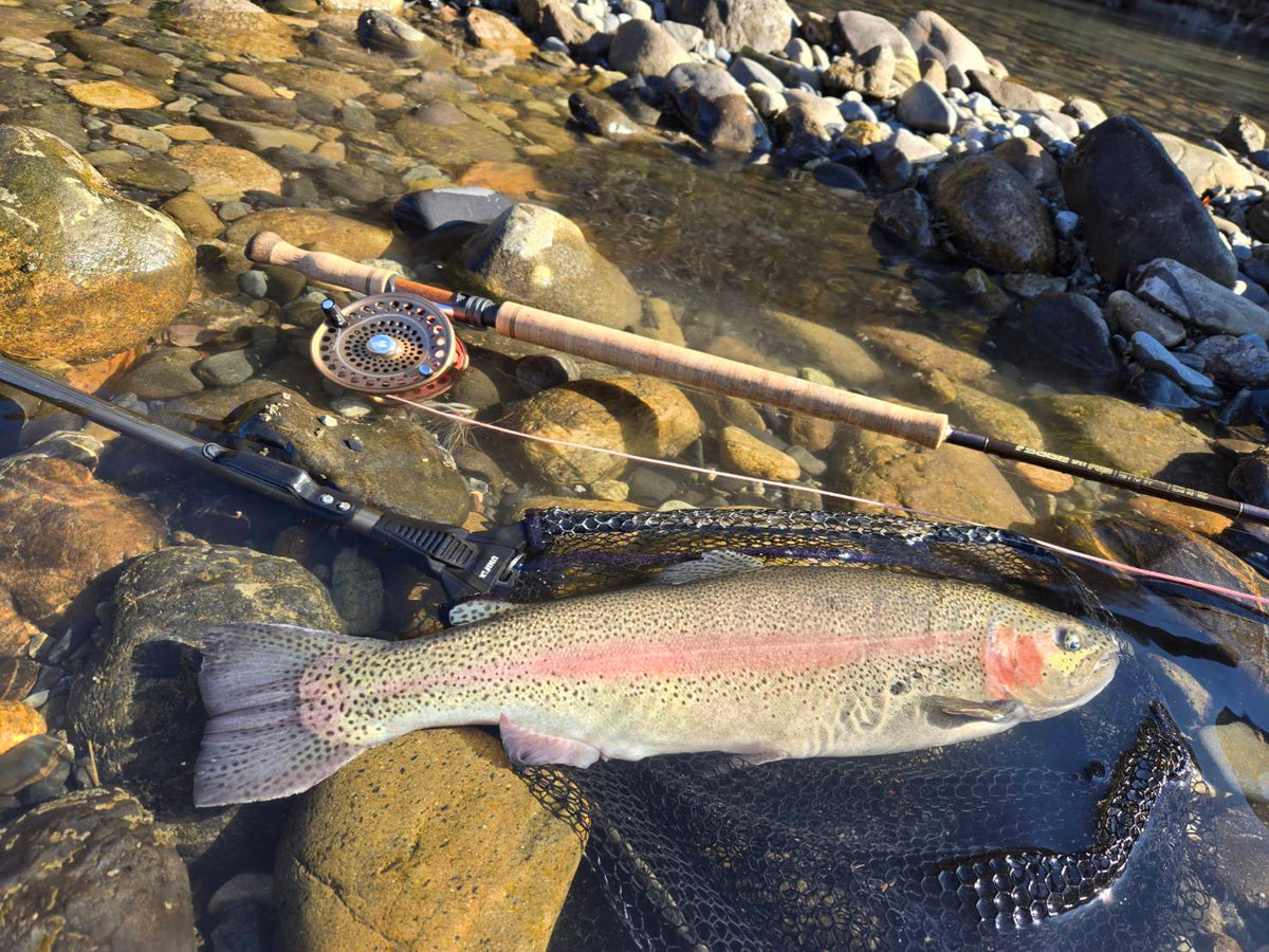 Avid Trout Series